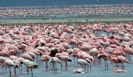 7 Days Masai Mara, Lake Nakuru & Amboseli Safari